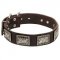 English Bull Terrier Leather Dog Collar Decorated with Gorgeous Massive Nickel Plates