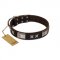 "Satin Beauts" FDT Artisan Brown Leather English Bull Terrier Collar with Stars and Plates