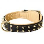 Nappa Padded Leather Bull Terrier Collar with Decorative Brass Spikes