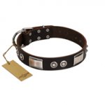 "Baller Status" FDT Artisan Brown Leather English Bull Terrier Collar Adorned with a Set of Chrome Plated Studs and Plates