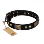 "Biker Style" FDT Artisan Black Leather English Bull Terrier Collar with Old Bronze Look Plates and Skulls