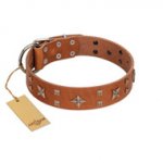 "Dreamy Gleam" FDT Artisan Tan Leather English Bull Terrier Collar Adorned with Stars and Squares