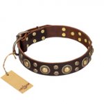 'Flower Melody' FDT Artisan Brown Leather Bull Terrier Dog Collar with Mixed Studs