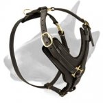 Exclusive Padded Designer Leather Bull Terrier Harness