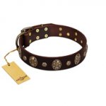 "Breaking the Horizon" FDT Artisan Brown Leather English Bull Terrier Collar with Engraved Studs and Medallions