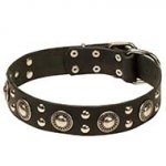 English Bull Terrier Leather Dog Collar for Walking and Training