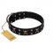 "Black Jack" Stylish Handmade FDT Artisan Black Leather English Bull Terrier Collar