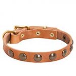 Vintage Leather Bull Terrier Collar for Everyday Walking