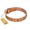 'Extra Sparkle' FDT Artisan Handcrafted English Bull Terrier Tan Leather Dog Collar