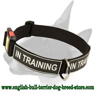 Any Weather Nylon Bull Terrier Collar For Training