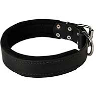 Felt Padded Leather Bull Terrier Collar for Effective Training Felt Padded Leather Bull Terrier Collar for Effective Training