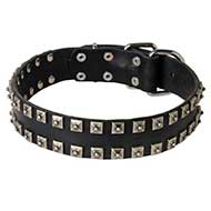 Stylish Leather Bull Terrier Collar with Nickel Studs Stylish Leather Bull Terrier Collar with Nickel Studs