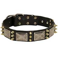 War Design Leather Bull Terrier Collar with Nickel Plates and Brass Spikes