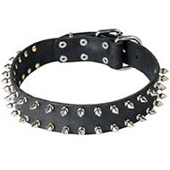 Leather Bull Terrier Collar Decorated with 2 Rows of Nickel Plated Spikes