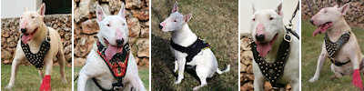 Bull Terrier Harnesses