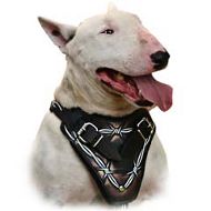 Hand Painted Leather Bull Terrier Harness for Agitation Training
