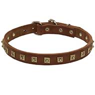 Gorgeous Leather Bull Terrier Collar Decorated with Studs
