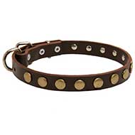 Astonishing Leather Bull Terrier Collar Adorned With Brass Studs