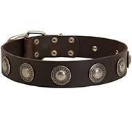 Gorgeous Leather Bull Terrier Collar Decorated With Circles