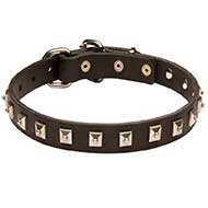 Gorgeous Leather Bull Terrier Collar With Nickel Studs