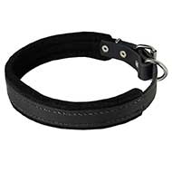 Training Leather Bull Terrier Collar With Felt Padding