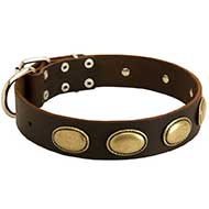Leather Bull Terrier Collar Adorned With Vintage Plates