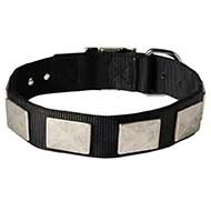 All Weather Nylon Bull Terrier Collar with Decorative Metal Plates