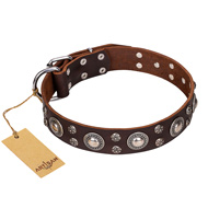 'Age of Beauty' FDT Artisan Incredible Studded Brown Leather English Bull Terrier Collar