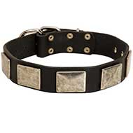 Handcrafted Leather Bull Terrier Collar with Nickel Plates Handcrafted Leather Bull Terrier Collar with Nickel Plates