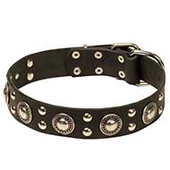 English Bull Terrier Leather Dog Collar for Walking and Training English Bull Terrier Leather Dog Collar for Walking and Training