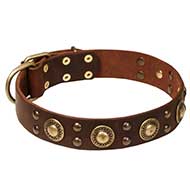 'Space-like' English Bull Terrier Leather Dog Collar with Brass Decor 'Space-like' English Bull Terrier Leather Dog Collar with Brass Decor