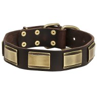 English Bull Terrier Gorgeous Leather Dog Collar with Beautiful Brass Plates English Bull Terrier Gorgeous Leather Dog Collar with Beautiful Brass Plates
