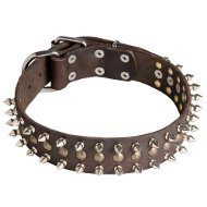 English Bull Terrier Leather Dog Collar With Spikes and Studs