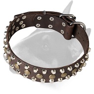 English Bull Terrier Riveted Full Grain Leather Dog Collar with Decorations
