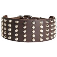English Bull Terrier Large Genuine Leather Dog Collar Decorated with Studs English Bull Terrier Large Genuine Leather Dog Collar Decorated with Studs