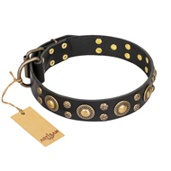 'Baroque Chic' FDT Artisan Studded Black Leather Bull Terrier Dog Collar