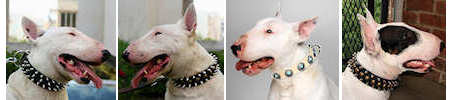 Bull Terrier Collars
