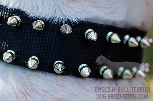 2 Rows of Spikes on Nylon Bull Terrier Collar