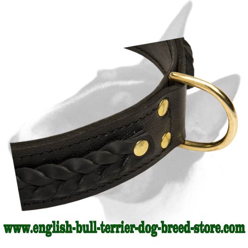 Stylish Decor on English Bull Terrier Collar