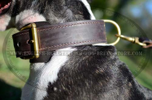 Solid Brass Hardware of Two Ply Leather Dog Collar