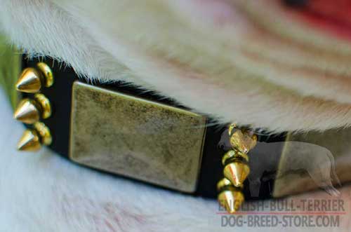 Stylish Decorations on Bull Terrier Collar