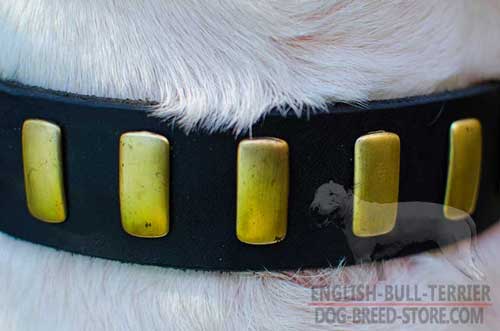 Golden Vertical Brass Plates on Stylish Leather Dog Collar