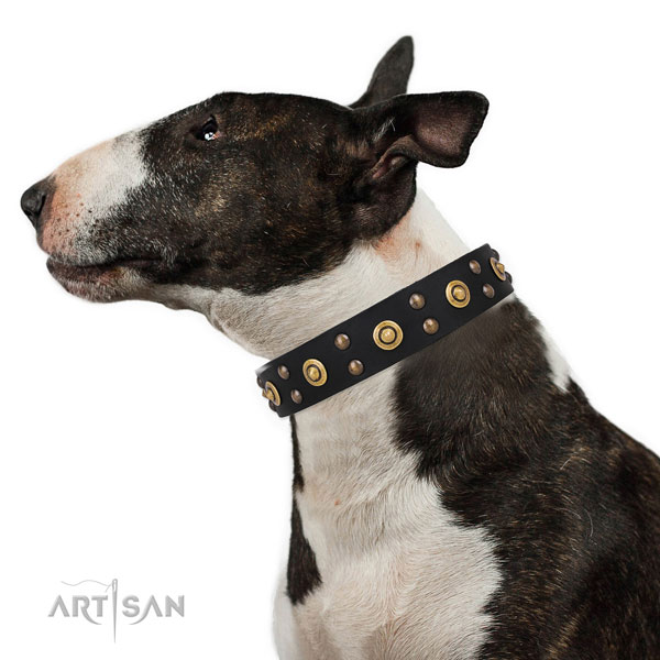 Daily use dog collar with stylish studs