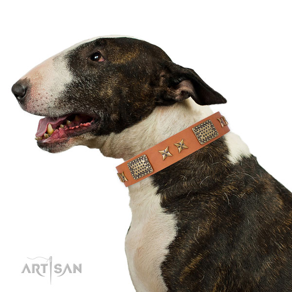 Fancy walking dog collar with impressive decorations