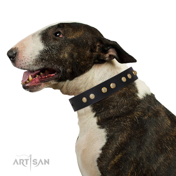 Exceptional embellishments on daily walking full grain genuine leather dog collar