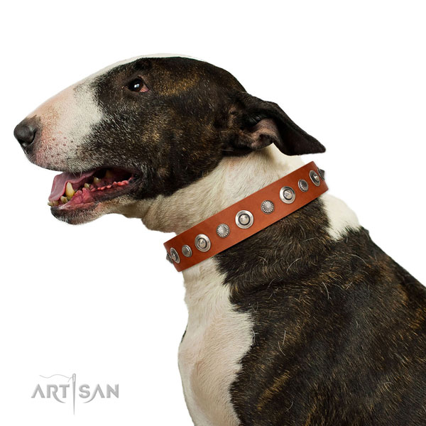 Strong genuine leather dog collar with incredible adornments