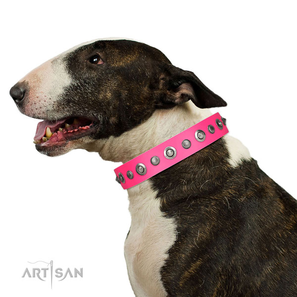 Leather collar with corrosion resistant hardware for your attractive doggie