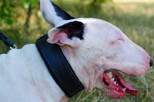 Leather Dog Collar for Bull Terrier Padded with Thick Felt