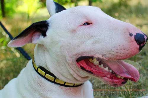 Training Adjustable Leather Dog Collar for Bull Terrier