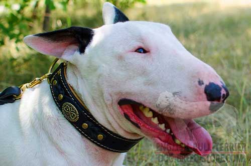 Decorated Leather Bull Terrier Collar with Extra Nappa Padding